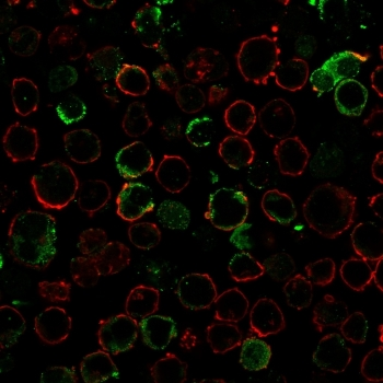 LMO2 Antibody / Rhombotin 2