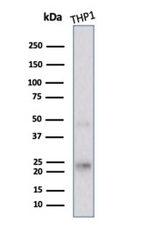 LMO2 Antibody / Rhombotin 2
