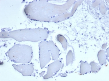Mammaglobin A Antibody / SCGB2A2