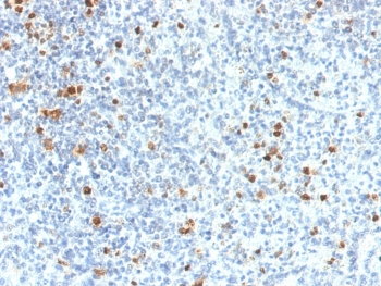 PU.1 Antibody / SPI1