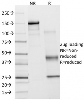 COX2 Antibody / PTGS2