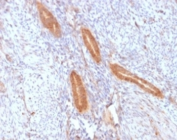 COX2 Antibody / PTGS2