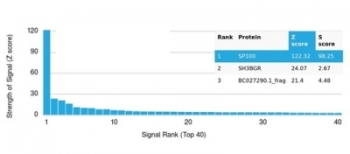 SP100 Antibody