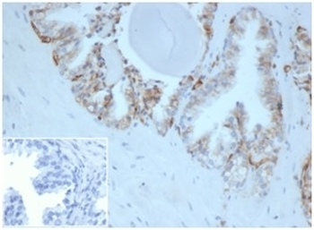 HLA-G Antibody