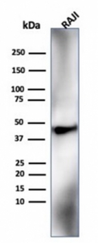 HLA-G Antibody