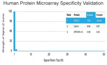 ERCC1 Antibody