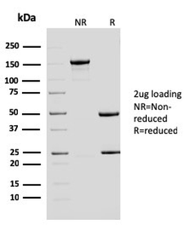ERCC1 Antibody