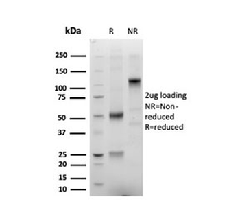 ERG Antibody / Transcriptional regulator ERG