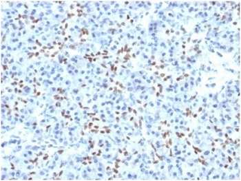 SOX9 Antibody