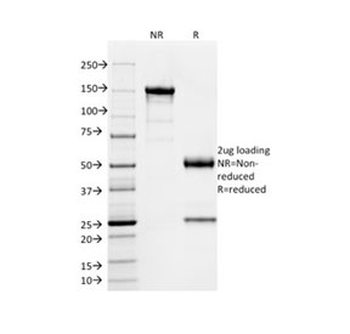 SOX9 Antibody