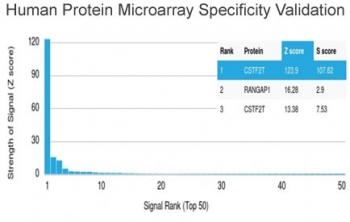 CSTF2T Antibody / Cleavage stimulation factor subunit 2 tau variant