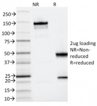 IL3RA Antibody / CD123