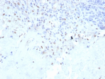 Recombinant PU.1 Antibody / SPI1