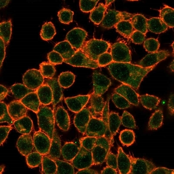 SOX10 Antibody