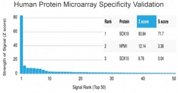 SOX10 Antibody
