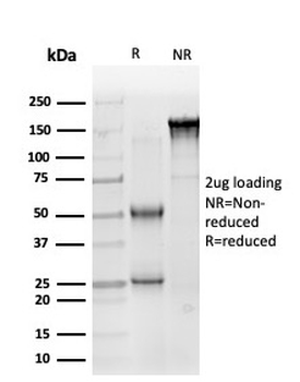 SOX10 Antibody