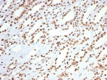 XRCC5/Ku80 Antibody