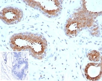 BAP1 Antibody / BRCA1-Associated Protein 1