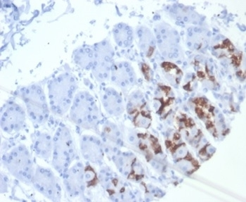 MUC6 Antibody / Gastric Mucin