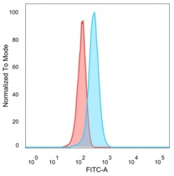 FOXB1 Antibody