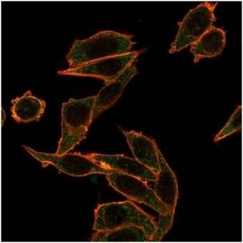 FOXB1 Antibody