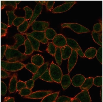 C-ets-2 Antibody / ETS2