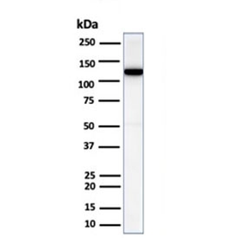 N-Cadherin Antibody / CDH2
