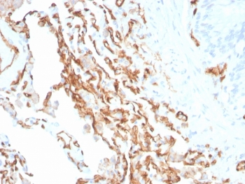 CD31 Antibody / PECAM-1