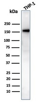 CD31 Antibody / PECAM-1