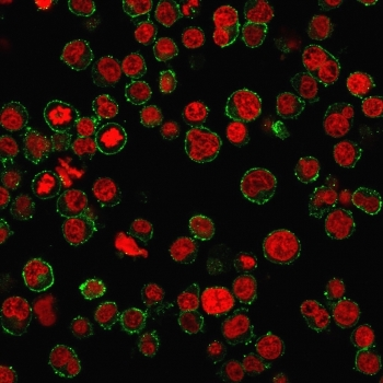 CD31 Antibody / PECAM-1