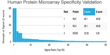 MLX Antibody / Max-like protein X