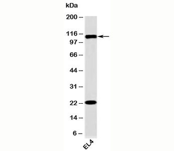 TLR9 Antibody