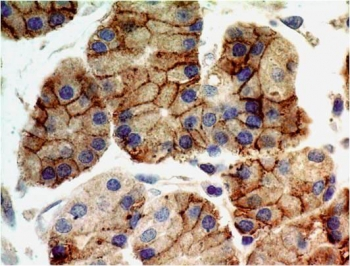 TLR9 Antibody