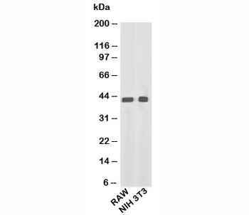 Beta Actin Antibody Loading Control