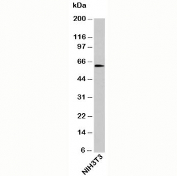 OTUD5 Antibody / DUBA