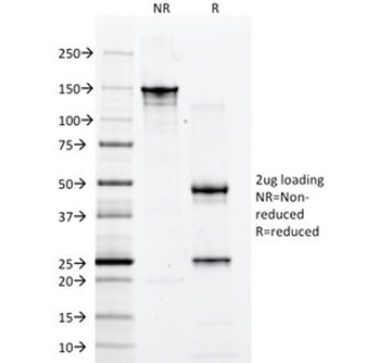 CD2 Antibody