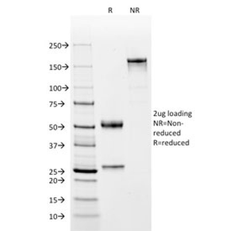 CD2 Antibody