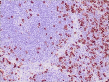 CD8a Antibody