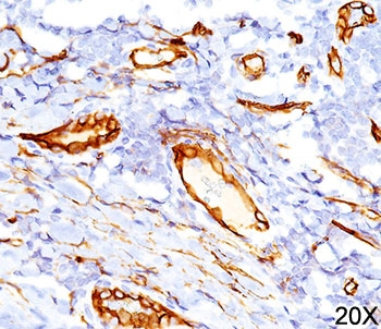 CD34 Antibody