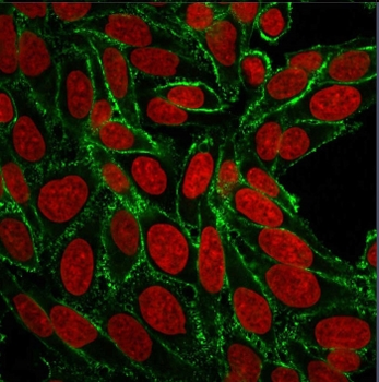 HCAM Antibody / CD44