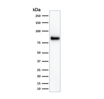 HCAM Antibody / CD44