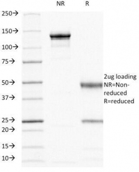 HCAM Antibody / CD44
