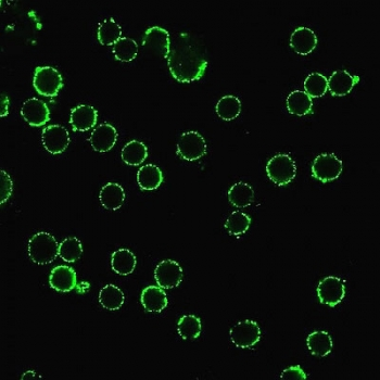 CD47 Antibody / IAP / Integrin Associated Protein