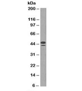 CD63 Antibody / LAMP-3