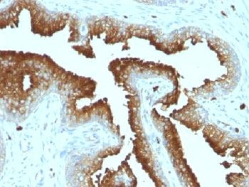 CD63 Antibody / LAMP-3