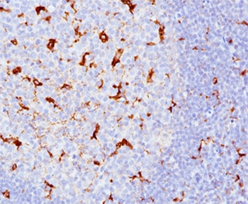 CD68 Antibody Cocktail