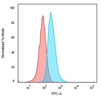 CD74 / CLIP Antibody