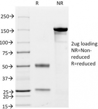 CD79a Antibody Cocktail