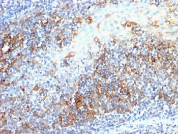 Cdc20 Antibody