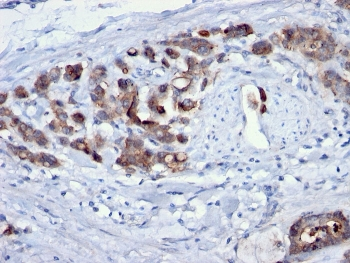 Cdc20 Antibody